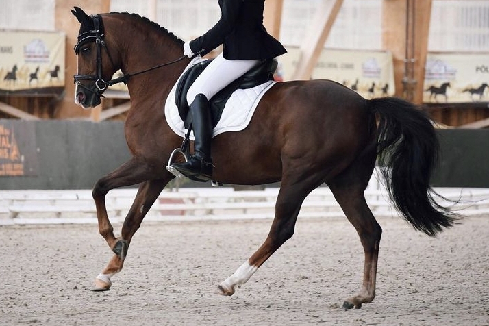 COUPE DRESSAGE