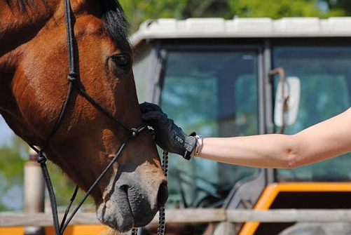 CONNECT PONY